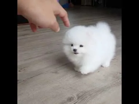 Pomeranian puppies for sale