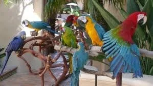 Military and harlequin macaw parrots for