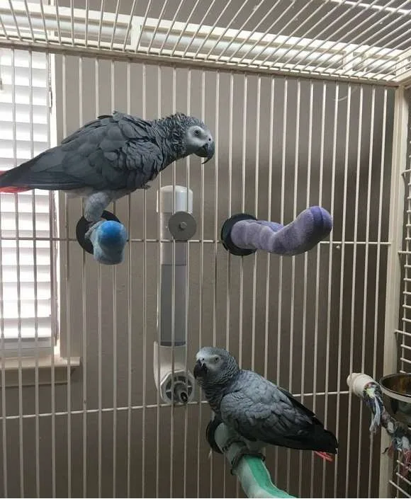 Congo african grey bonded pair