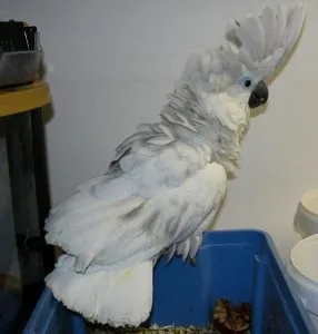Unbrella cockatoo parrots with cage