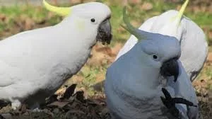 Umbrella cockatoo parrots with cage for 