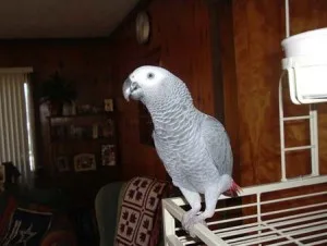 Hand reared talking african grey parrots