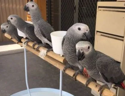Hand raised congo african grey parrots
