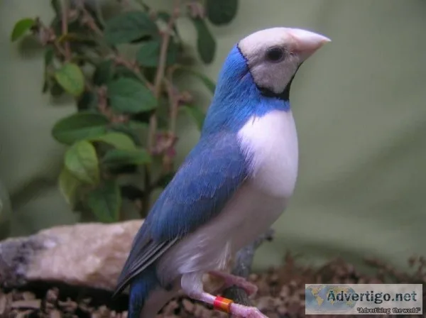 Beautiful pair of blue gouldian finches 