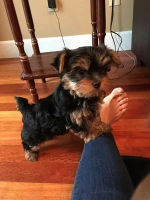 Adorable teacup yorkie puppies