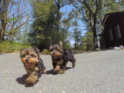 Akc cute yorkie puppies