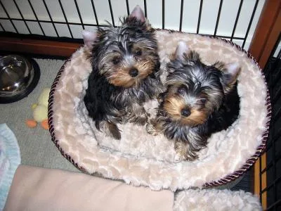  adorable akc teacup and micro doll face