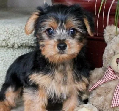 Purebred tiny yorkie puppies 