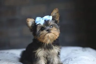 Akc yorkie puppies available