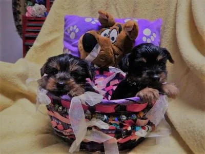 Charming yorkie puppies