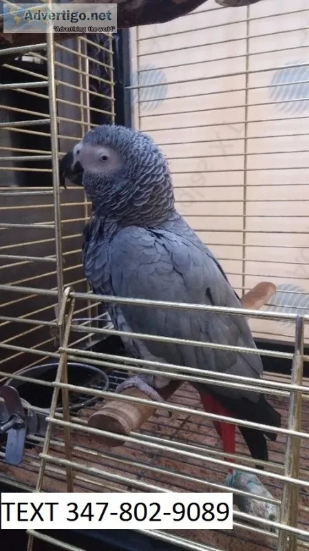 Lokf african grey with cages m/f pair