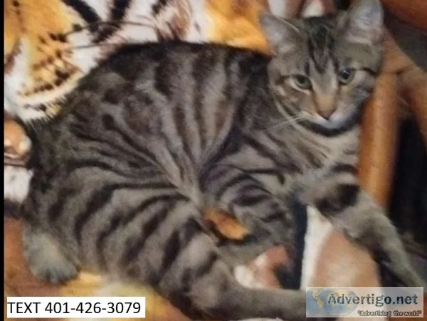 Alsgd bengal kittens pretty m/f ready