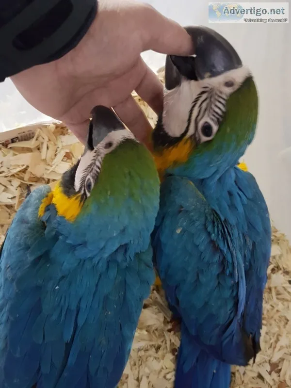 & admirable healthy hand reared m and f 