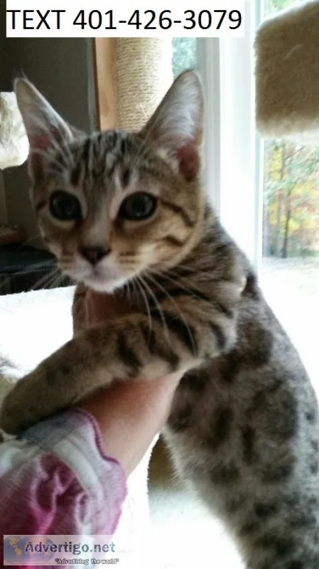 Terdf bengal jovial kittens m/f ready