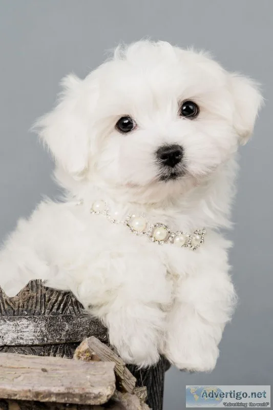 Very playfulmaltese puppies