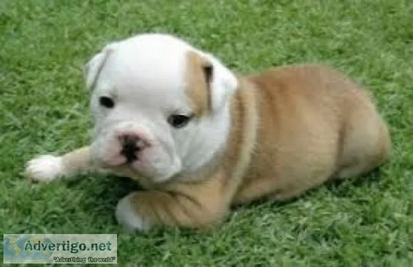 Healthy english bull puppies 
