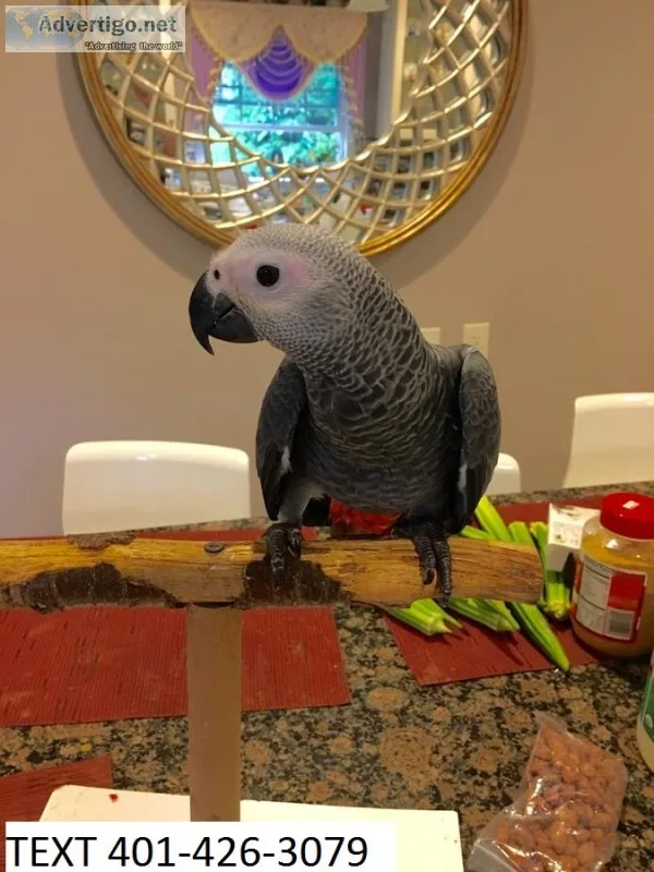 Hfgf african grey hand tamed m/f parrots