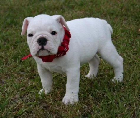Top quality english bull puppies 