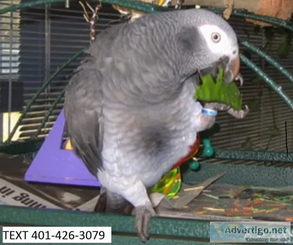 Mbng african grey playful m/f parrots