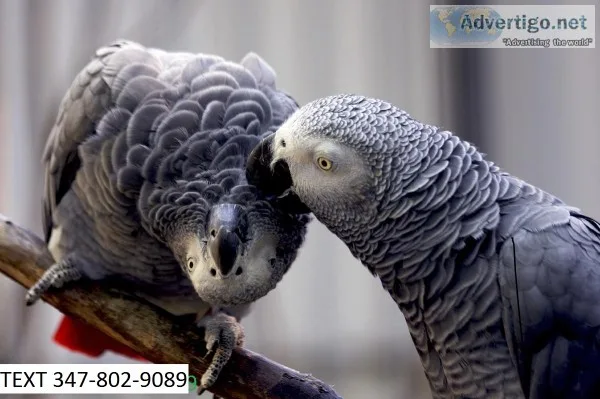 Asfd african grey talkative m/f parrots