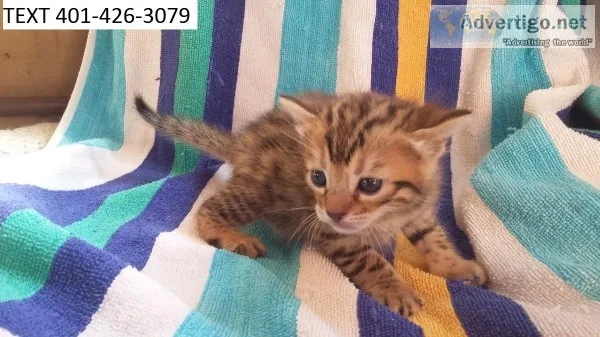 Zdg bengal kittens male and female 