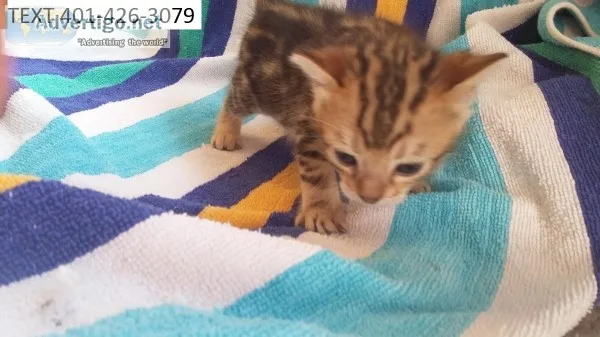 0147 bengal kittens desirable m/f