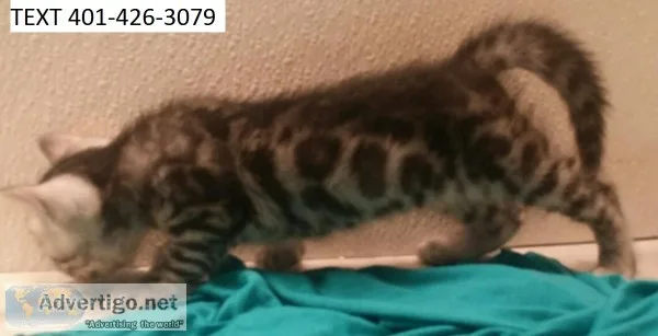 Bfgf bengal kittens reliable m/f pair
