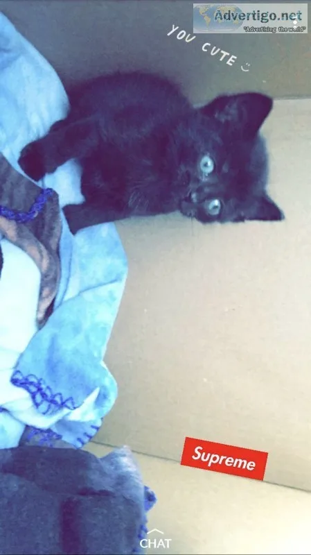 Kitten for sale