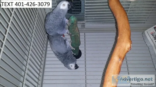 Cgd african grey pretty m/f parrots
