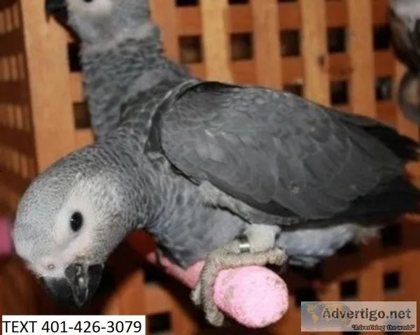 Bfd african greys bonded pair m/f parrot