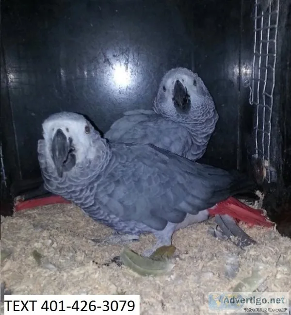 Tgdfr african grey healthy m/f parrots