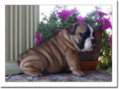  adorable english bulldog puppies for sa