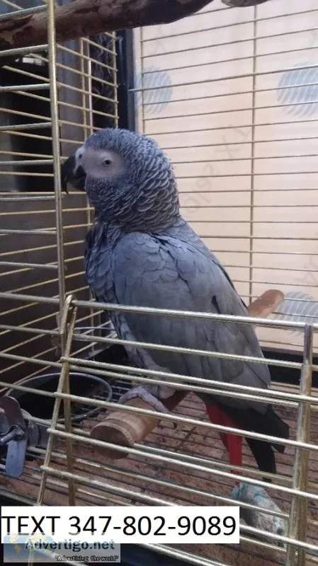 Frtfg african greys with red tails m/f