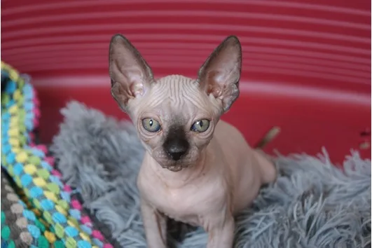 )sphynix kittens have beautiful expressi