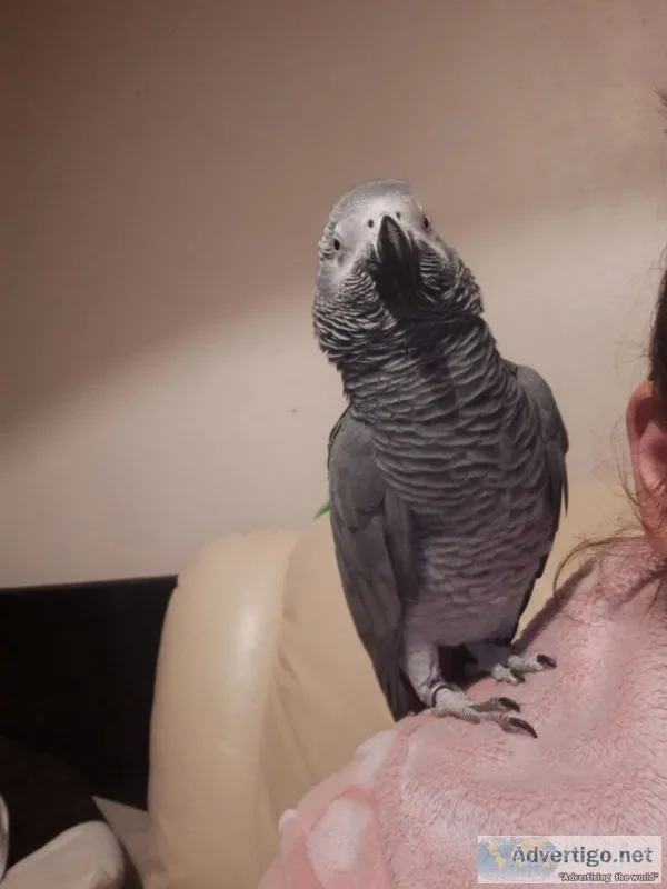 Uphero african grey parrots