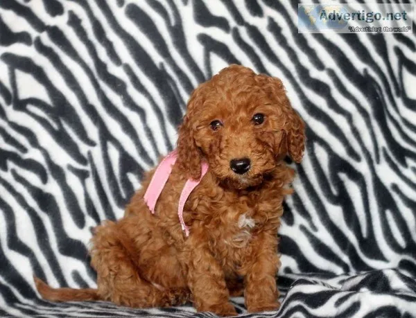 Goldendoodle puppies 