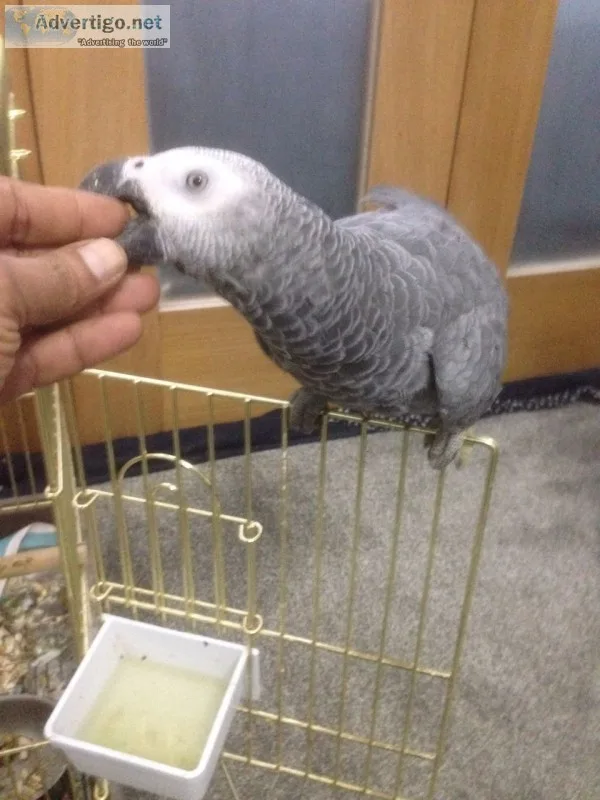 Uphero african grey parrots