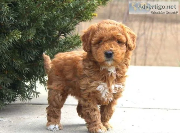 Goldendoodle puppies 