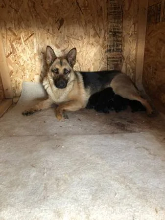 German shepherd puppies