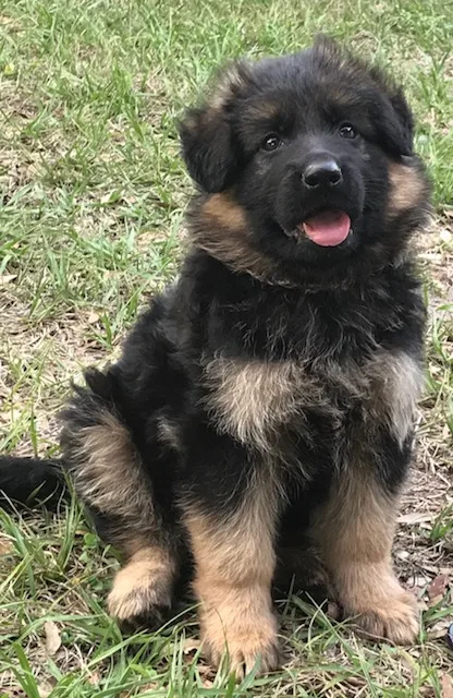 Large beautiful german shepherd pups