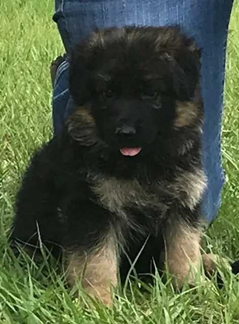 Large beautiful german shepherd pups
