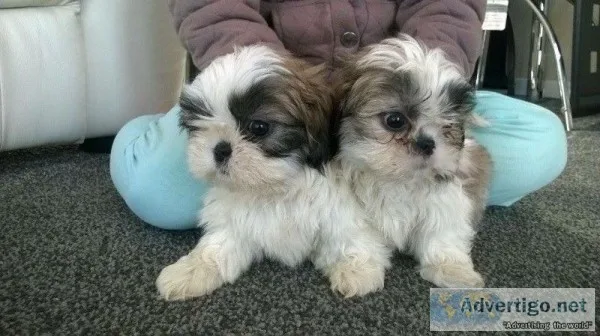 Smart and playful shih tzu puppies
