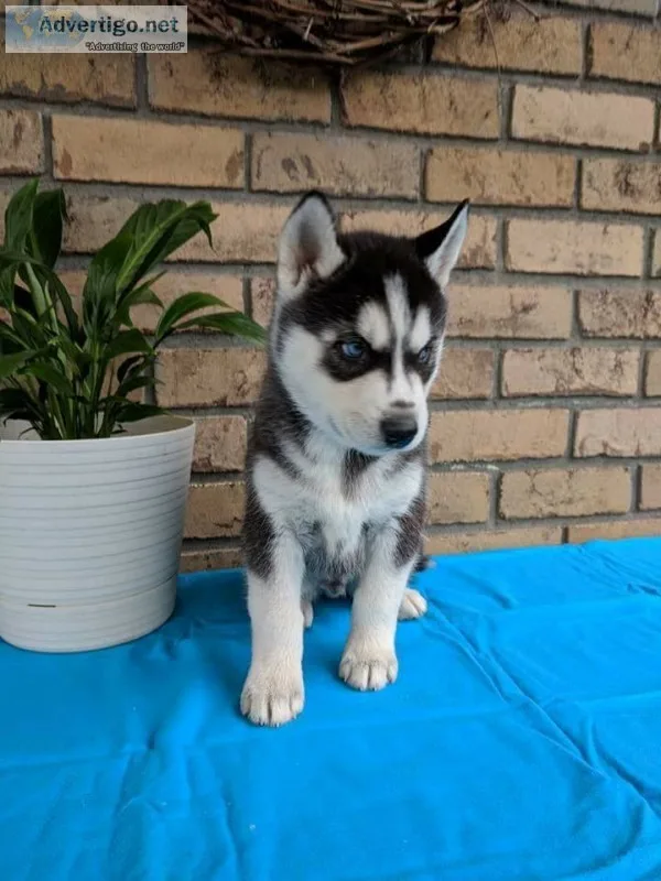 Siberian husky puppy for sale 
