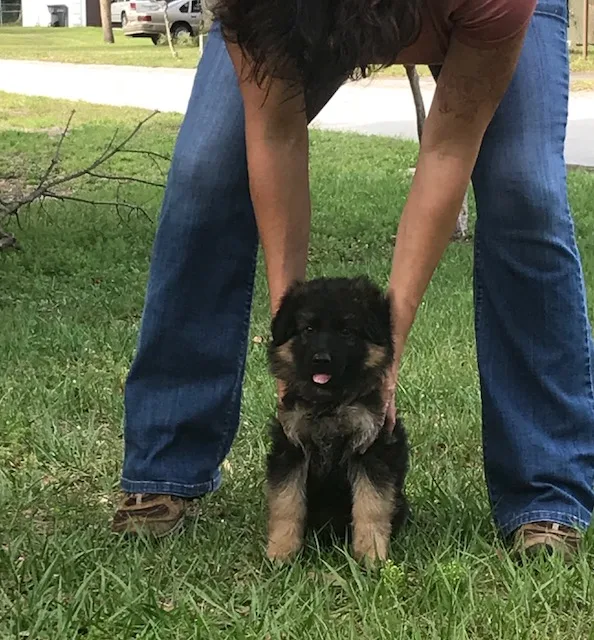 Large beautiful german shepherd pups
