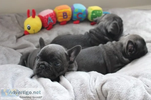 Cute frenchbull ready to go 