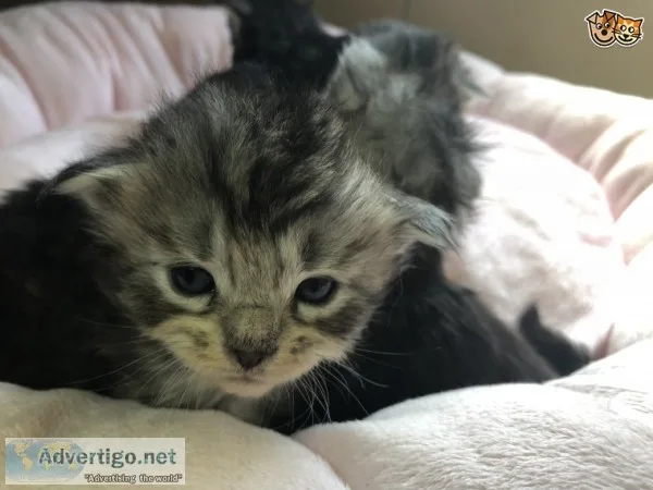 Maine c--n cats available