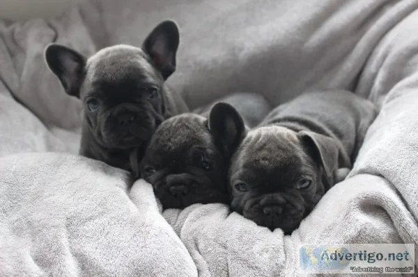 Cute frenchbull ready to go 