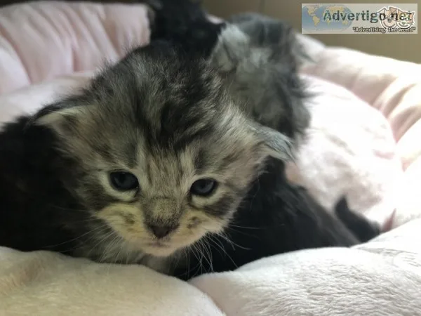 Beautiful maine c--n kittens 