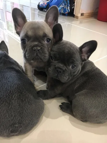 French bulldog puppies blue tan last 