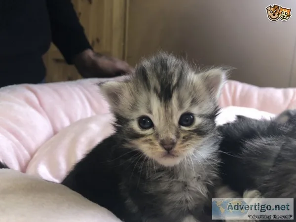 Quality maine c--n kitten